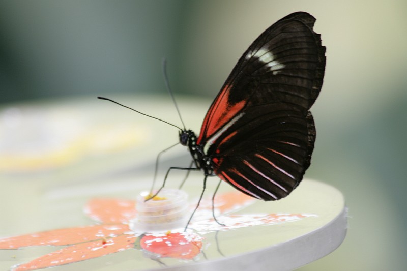 Fotoclubje Blijdorp 2008-74.jpg